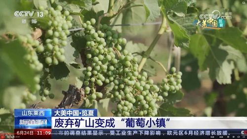 新聞速遞 | CCTV13報道九頂莊園——廢棄礦山變成“葡萄小鎮(zhèn)”