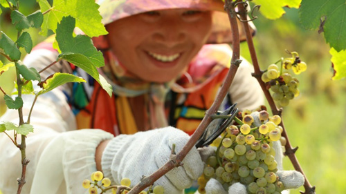 九頂莊園2015年采收?qǐng)?bào)告